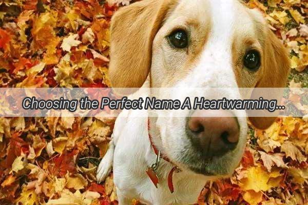 Choosing the Perfect Name A Heartwarming Tale of Naming Your Furry Friend